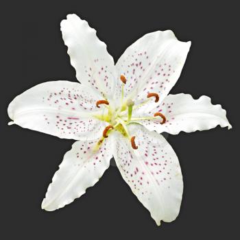 Royalty Free Photo of a White Lily