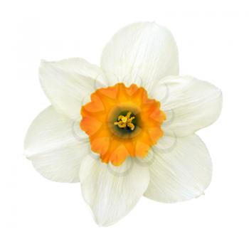 narcissus flower close-up isolated on white background