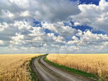 Dirt road in the middle of a wheat field
