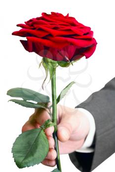 red roses alive in the men's hand