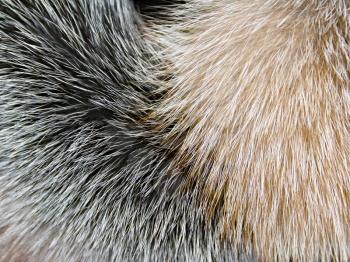 Arctic fox fur closeup as background
