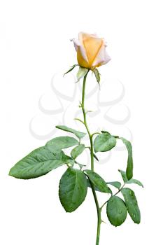 Royalty Free Photo of a Single Yellow Rose