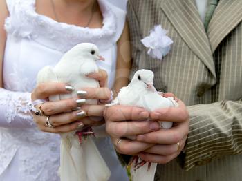 Wedding doves close-up in the hands of the bride and groom