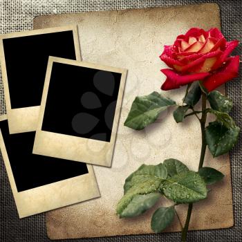 Royalty Free Photo of Polaroids on Paper With a Rose