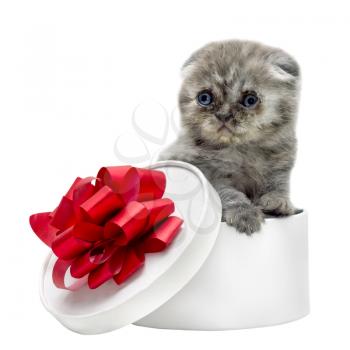 Royalty Free Photo of a Scottish Fold Kitten in a Box