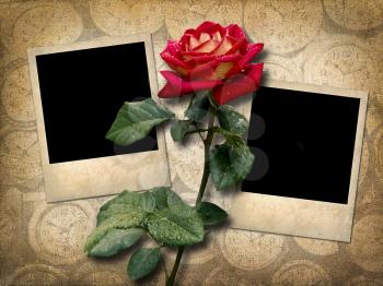 Royalty Free Photo of Polaroids With a Red Rose
