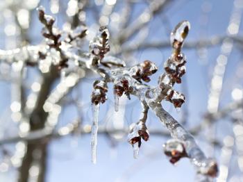Royalty Free Photo of Ice on a Branch
