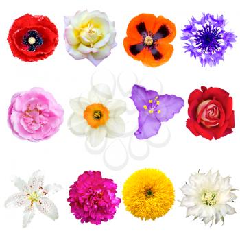 Set of Colorful Flowers Isolated on White Background