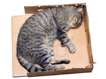 cat sleeping in a torn carton box