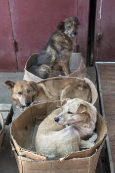 roving stray dogs sleeping in cardboard boxes