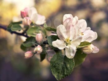 Branch with blossoming apple flowers close-up