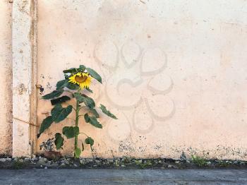 single sunflower on the background of a concrete wall