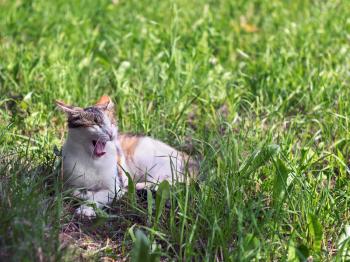 yawning colored cat lying on the grass