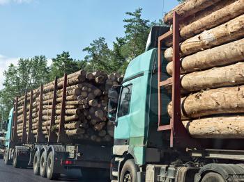 Column timber trucks with logs moving on the road