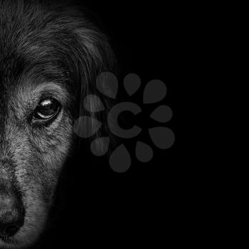 dark muzzle spaniel dog closeup. front view
