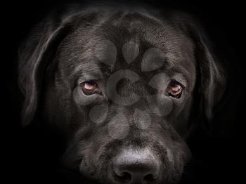 dark muzzle labrador dog closeup. front view