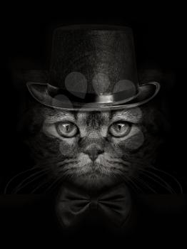 dark muzzle cat close-up in a hat and tie butterfly 