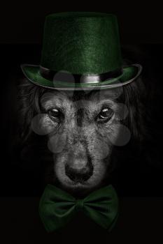 dark muzzle spaniel dog  in a green hat and tie butterfly