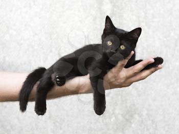 Black kitten lying on a man's hand