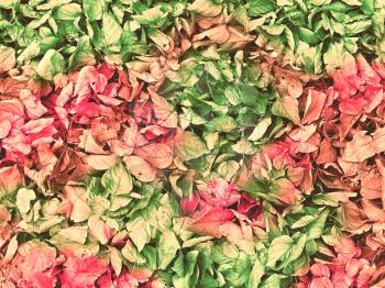 Autumn background from the multicolored fallen leaves