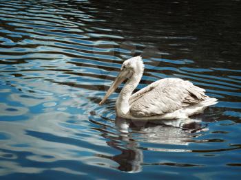 white pelican floating in water