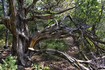 Old dried juniper tree in a clearing in the forest