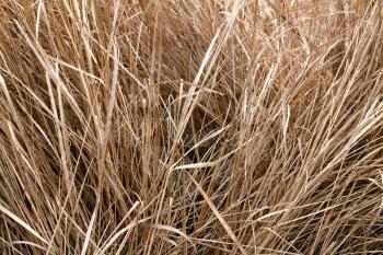 image background stems of last year's dry grass