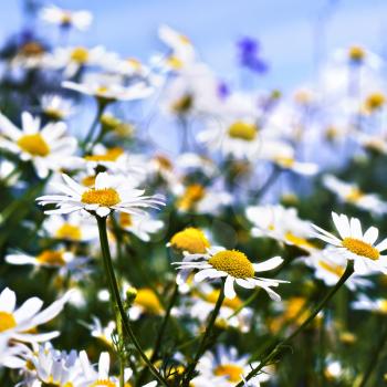 white daisies on blue sky with clouds