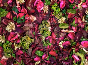 rich texture of bright colorful carpet of flowers