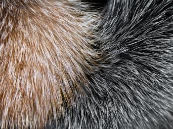 Arctic fox fur closeup as background