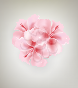 Gray Design Background With Pink Flowers