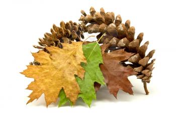 Royalty Free Photo of Leaves and Pine Cones