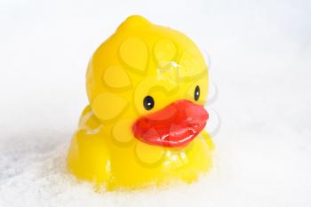 Royalty Free Photo of a Rubber Duck