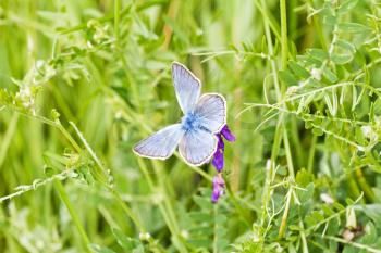 Royalty Free Photo of a Butterfly in Grass