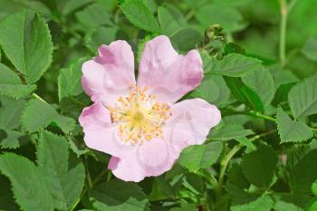 Royalty Free Photo of a Wild Rose