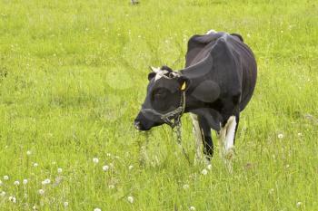 Royalty Free Photo of a Cow in a Field
