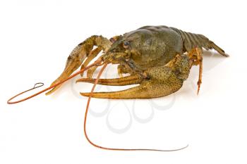 Royalty Free Photo of a Crayfish