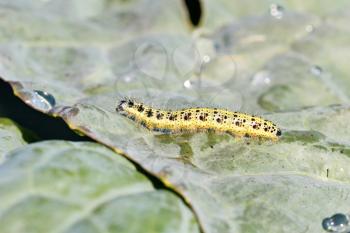 Royalty Free Photo of a Cutworm on Cabbage