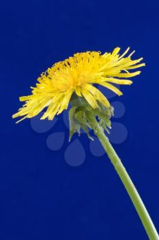 Royalty Free Photo of a Yellow Dandelion