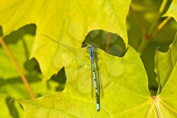 Royalty Free Photo of a Dragonfly on a Leaf