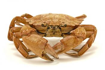 Royalty Free Photo of a Dried Crab