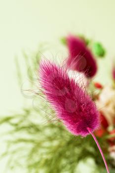 Royalty Free Photo of Dried Flowers