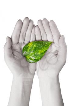 Royalty Free Photo of a Person Holding a Leaf
