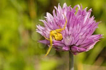Royalty Free Photo of a Spider in a Flower