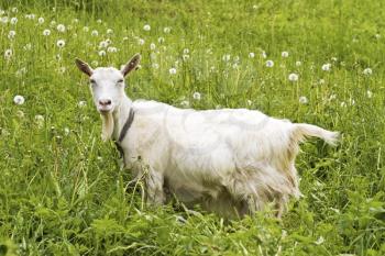 Royalty Free Photo of a Goat
