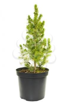 Royalty Free Photo of a Tree in a Pot