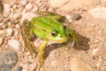 Royalty Free Photo of a Frog