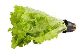 Royalty Free Photo of Green Lettuce