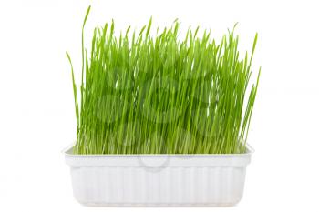 Royalty Free Photo of Grass Sprouts