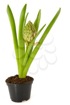 Royalty Free Photo of a Hyacinth Flower
